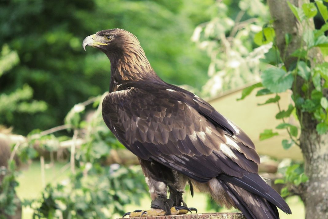 Acvila aurie (Aquila chrysaetos), o pasăre de pradă remarcabilă Acvila aurie (Aquila chrysaetos), o pasăre de pradă remarcabilă