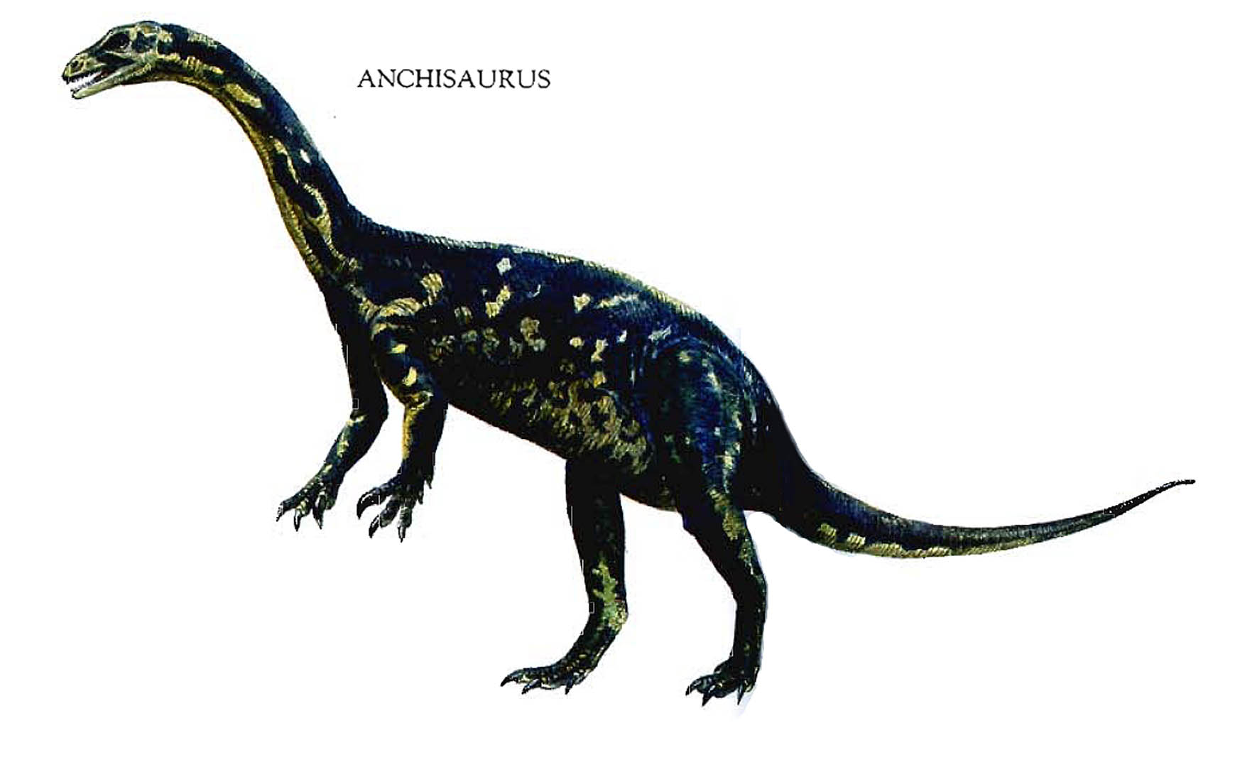 Anchisaurus, Foto: imgkid.com