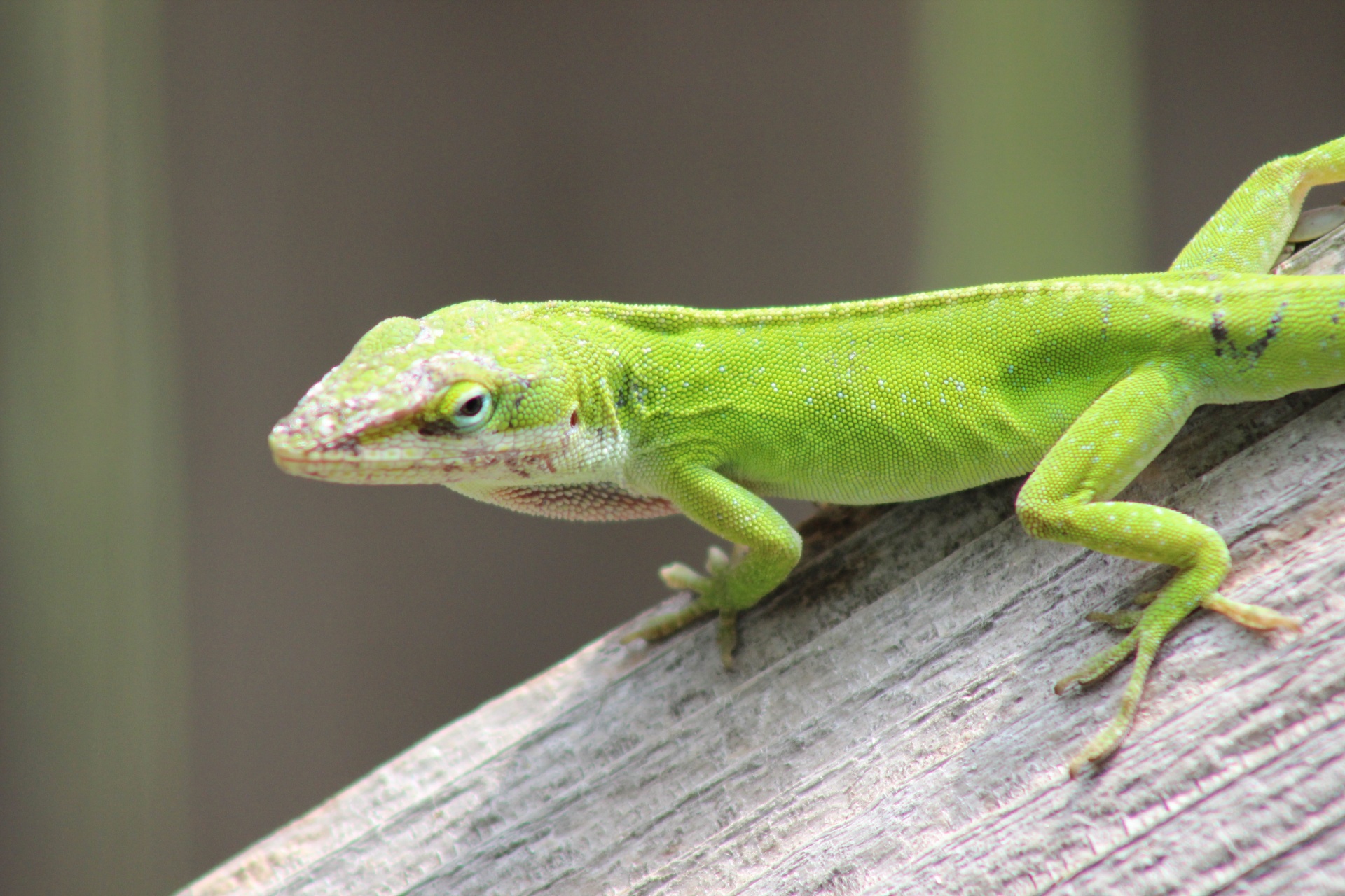 Anolisul verde