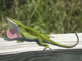 Anolisul verde (Anolis carolinensis), una dintre cele mai cunoscute specii de șopârle