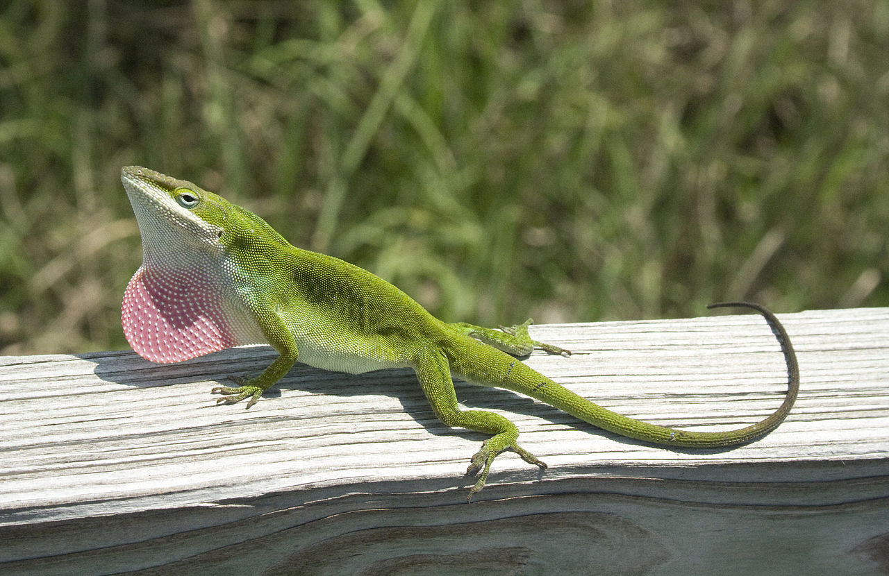 Anolisul verde (Anolis carolinensis), una dintre cele mai cunoscute specii de șopârle