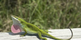 Anolisul verde (Anolis carolinensis), una dintre cele mai cunoscute specii de șopârle