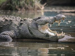 Apariția crocodililor preistorici, află totul despre ei