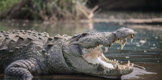 Apariția crocodililor preistorici, află totul despre ei