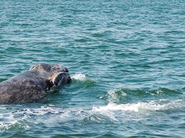 Balena cenușie (Eschrichtius robustus), un mamifer marin pe cale de dispariție