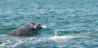 Balena cenușie (Eschrichtius robustus) – gigantul migrator al Pacificului Balena cenușie (Eschrichtius robustus), un mamifer marin pe cale de dispariție