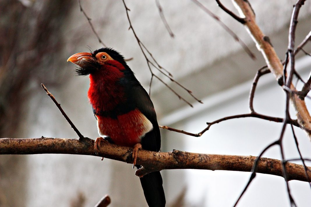 Barbetul cu barbă (Lybius dubius), o pasăre nemigrătoare cu penaj țipător