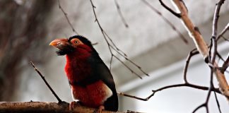 Barbetul cu barbă (Lybius dubius), o pasăre nemigrătoare cu penaj țipător