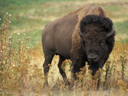 Bizonul american (Bison bison), un mamifer rumegător ce stă în turme