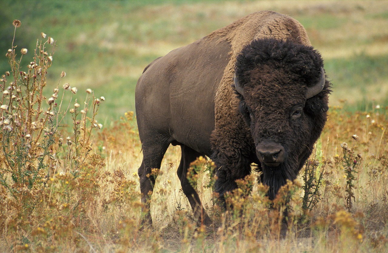 Bizonul american (Bison bison), un mamifer rumegător ce stă în turme