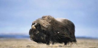 Boul moscat (Ovibos moschatus), un mamifer obișnuit la condițiile vitrege de trai