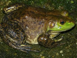 Broasca-bou (Rana catesbeiana) un amfibian ce preferă mai mult în apă