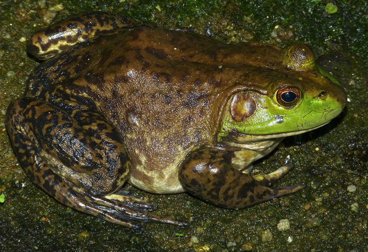 Broasca-bou (Rana catesbeiana) un amfibian ce preferă mai mult în apă