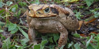 Broasca râioasă de mare (