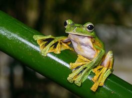 Broasca zburătoare (Rhacophorus nigropalmatus) poate plana în aer pe o distanță de 15 m