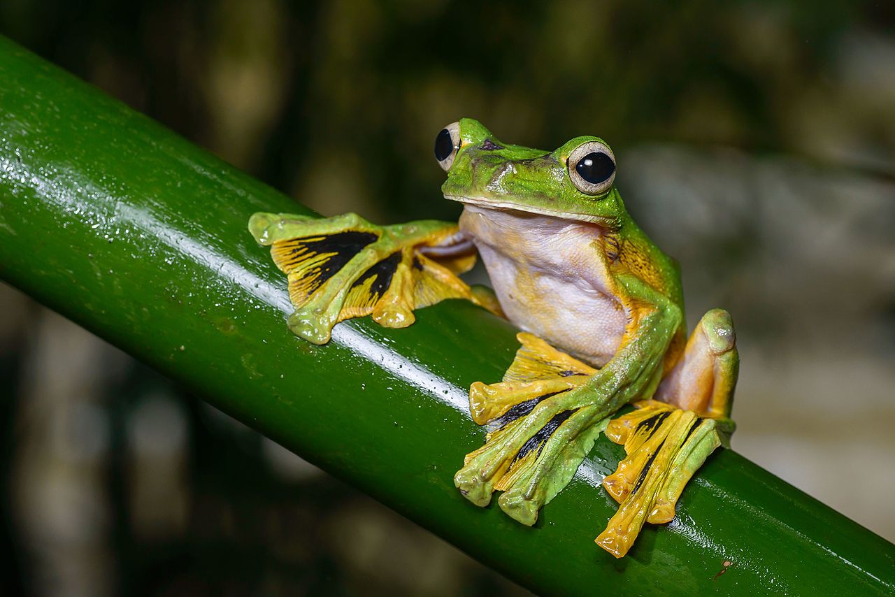 Broasca zburătoare (Rhacophorus nigropalmatus) poate plana în aer pe o distanță de 15 m