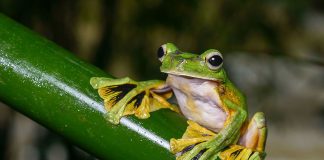 Broasca zburătoare (Rhacophorus nigropalmatus) poate plana în aer pe o distanță de 15 m