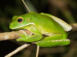 Brotăcelul uriaș (Litoria infrafrenata), unul dintre cele mai mari specii de hilide