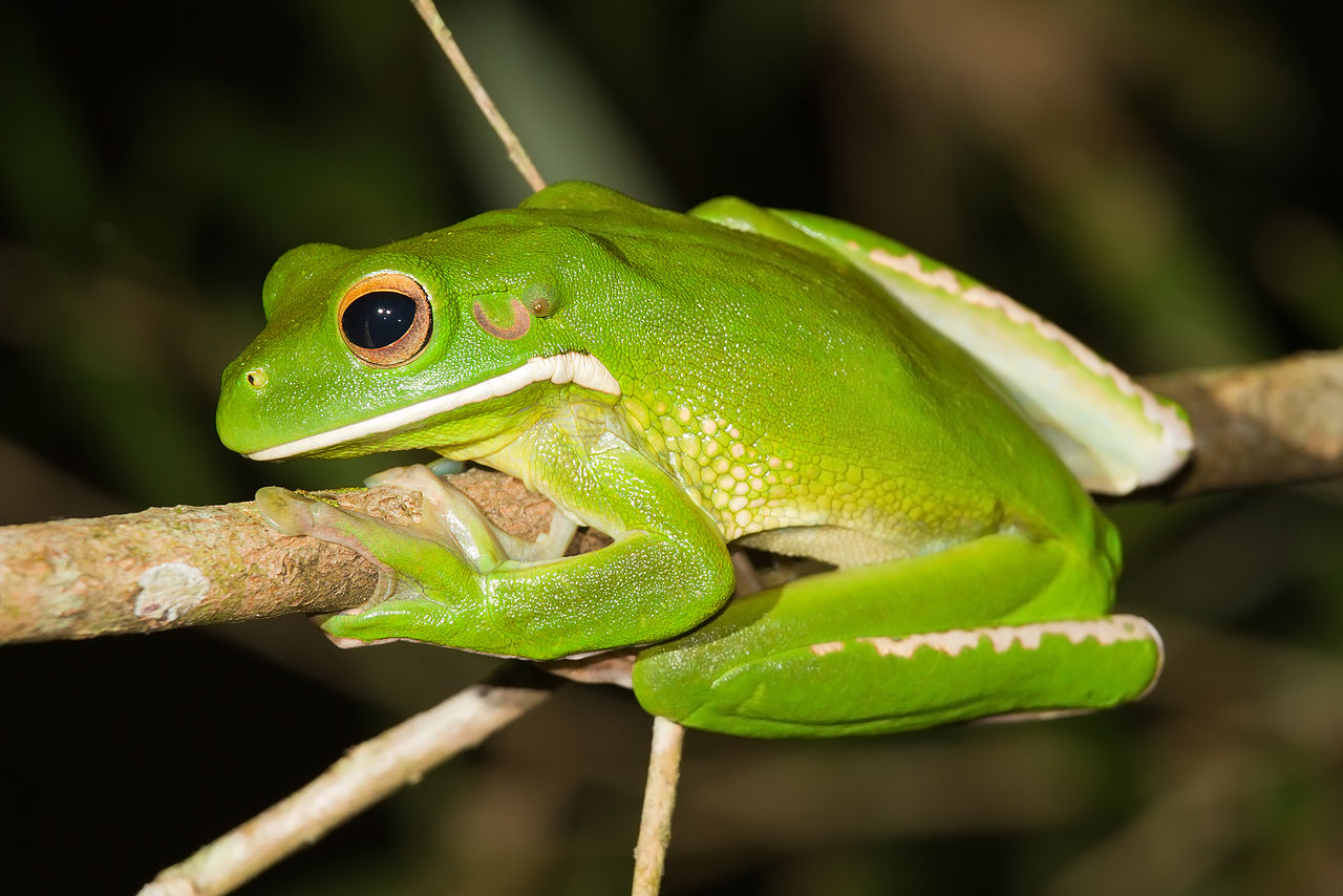 Brotăcelul uriaș (Litoria infrafrenata), unul dintre cele mai mari specii de hilide