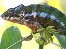 Cameleonul panteră (Furcifer pardalis), își schimbă coloritul des