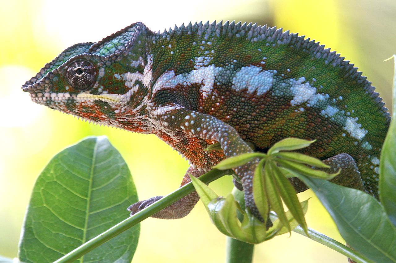 Cameleonul panteră (Furcifer pardalis), își schimbă coloritul des