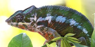 Cameleonul panteră (Furcifer pardalis), își schimbă coloritul des