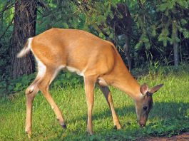 Cerbul cu coadă albă (Odocoileus virginianus), se hrănește de obicei noaptea