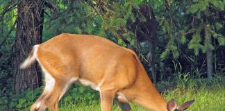 Cerbul cu coadă albă (Odocoileus virginianus): caracteristici, habitat și comportament de hrănire Cerbul cu coadă albă (Odocoileus virginianus), se hrănește de obicei noaptea
