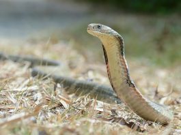 Cobra regală (Ophiophagus hannah), un șarpe veninos