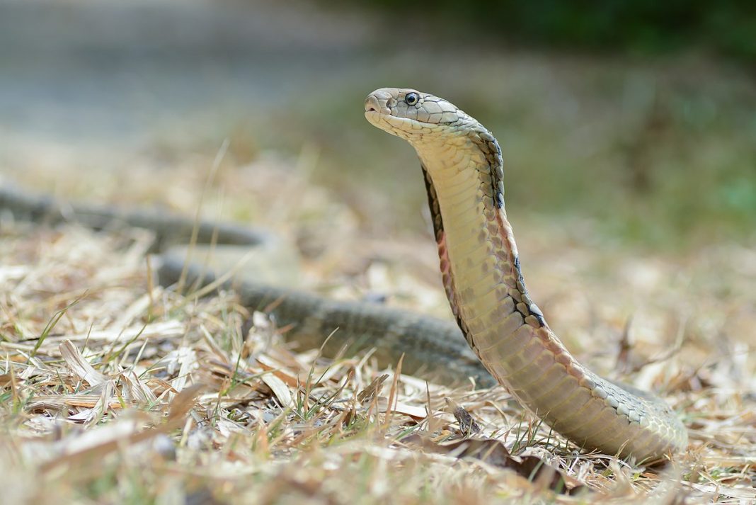 Cobra regală (Ophiophagus hannah), un șarpe veninos Cobra regală (Ophiophagus hannah), un șarpe veninos