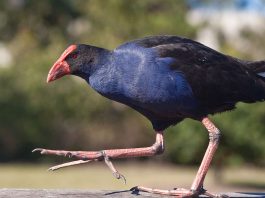 Cocoșul sultanului (Porphyrio porphyrio), o pasăre acvatică