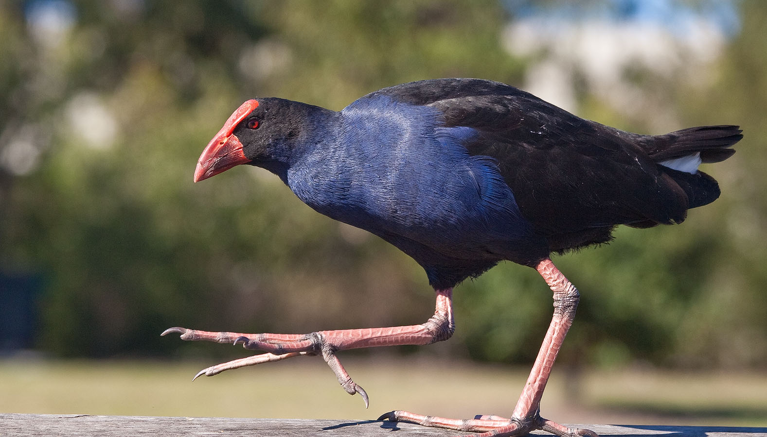 Cocoșul sultanului (Porphyrio porphyrio), o pasăre acvatică