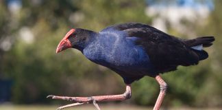 Cocoșul sultanului (Porphyrio porphyrio) – pasărea acvatică a Mediteranei Cocoșul sultanului (Porphyrio porphyrio), o pasăre acvatică