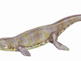 Crocodilul Metriorhynchus, un animal preistoric acvatic