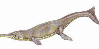Crocodilul Metriorhynchus, un animal preistoric acvatic