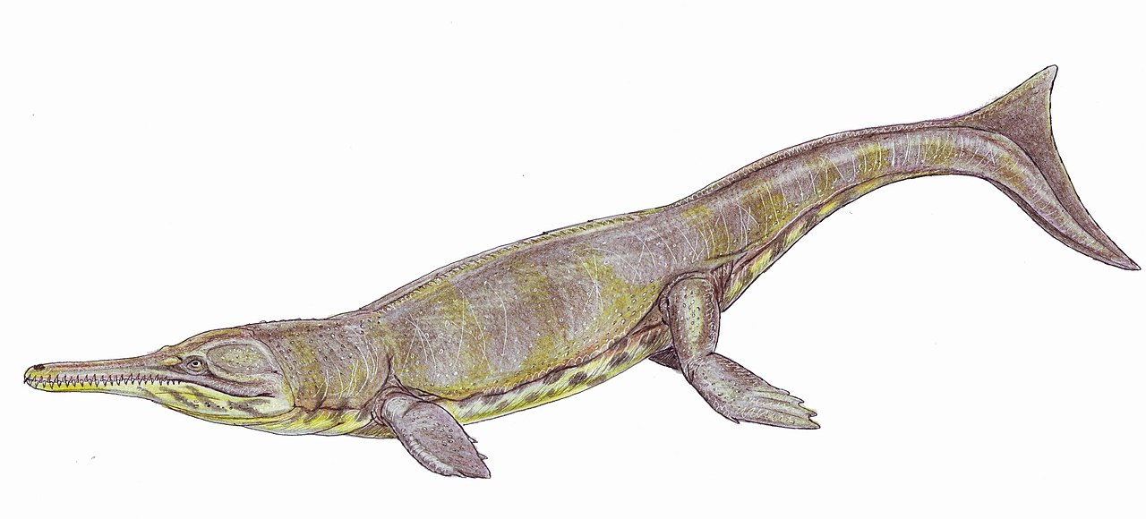 Crocodilul Metriorhynchus, un animal preistoric acvatic