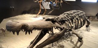Crocodilul preistoric Deinosuchus, unul dintre cei mai mari crocodili care au trăit vreodată
