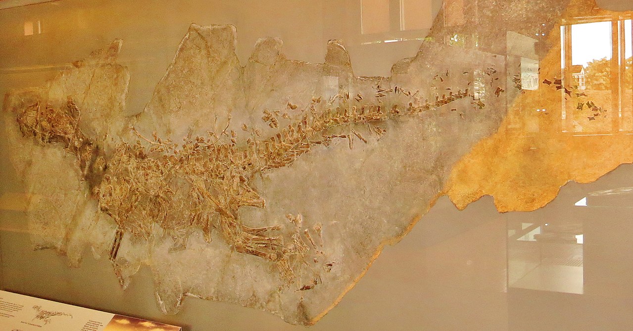 Crocodilul preistoric Ticinosuchus