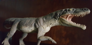 Crocodilul preistoric Ticinosuchus, un prădător terestru