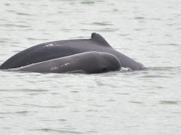 Delfinul lui Irrawaddy (Orcaella brevirostris), un mamifer ce trăiește în apele dulci