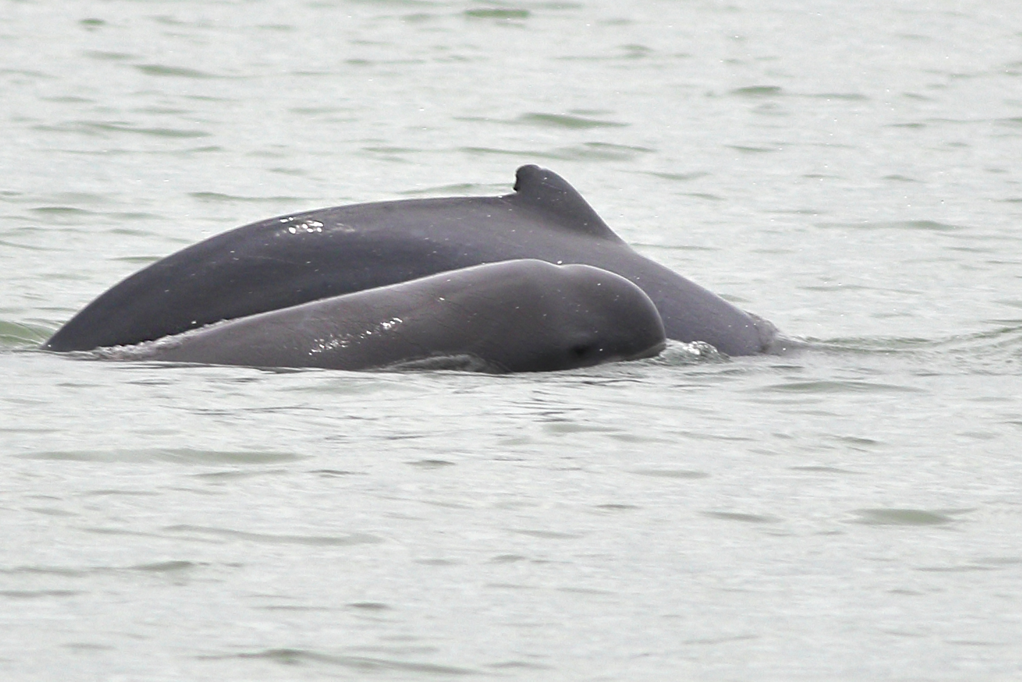 Delfinul lui Irrawaddy (Orcaella brevirostris), un mamifer ce trăiește în apele dulci