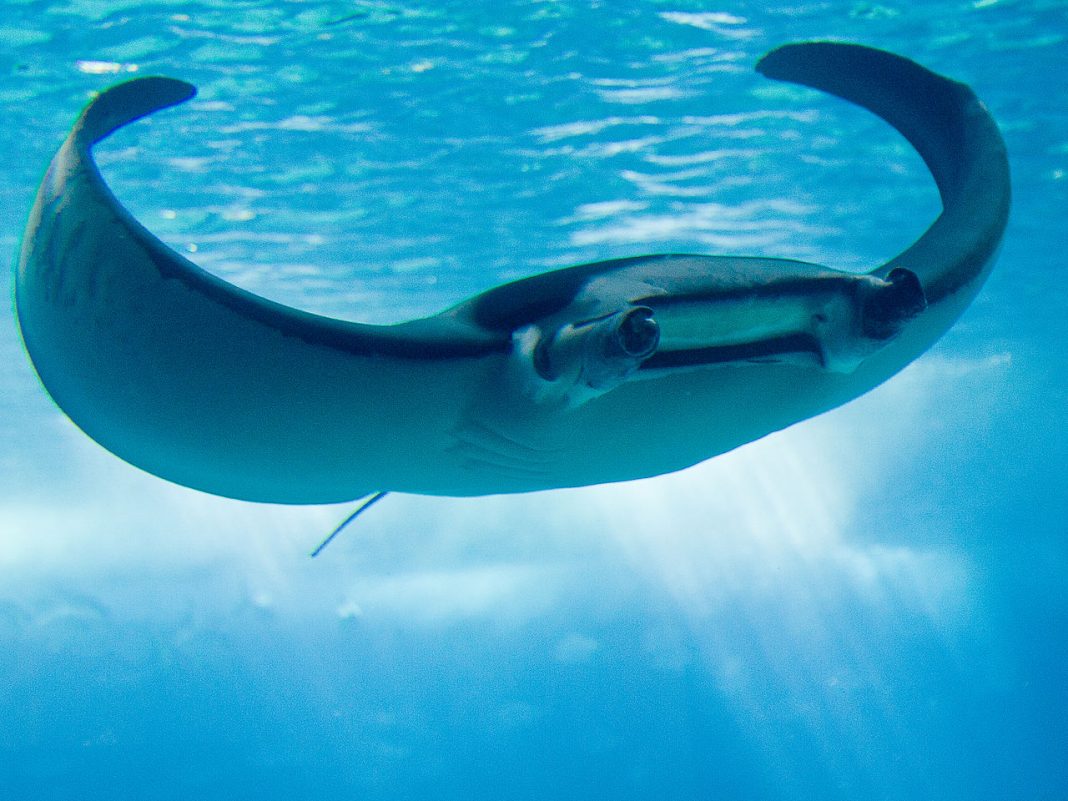 Diavolul de mare (Manta birostris), află totul despre această pisică de mare