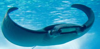 Diavolul de mare (Manta birostris), află totul despre această pisică de mare