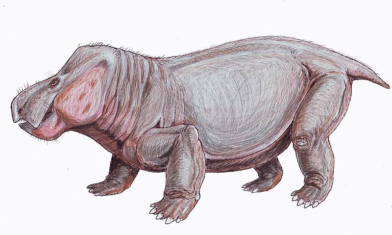 Eodicynodon, Foto: magistream.com