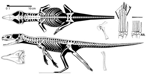 Gracilisuchus, Foto: mobile.ztopics.com