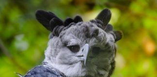 Harpia (Harpia harpyja), cea mai mare pasăre de pradă