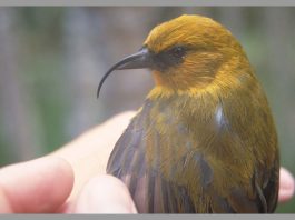 Hemignathus munroi, o specie de prigorii de Hawaii