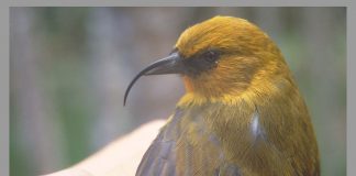 Hemignathus munroi, o specie de prigorii de Hawaii