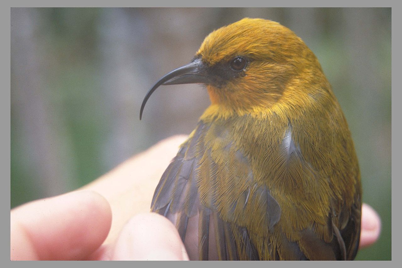 Hemignathus munroi, o specie de prigorii de Hawaii