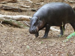 Hipopotamul pitic (Hexaprotodon liberiensis), are corpul greoi și capul mare